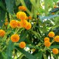 Rare Buddleia Orange Balls Buddleja globosa - 25 Seeds