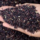 Bulk Heirloom "Forbidden" Black Rice Plant Seeds Organic Oryza sativa - 500 Seeds