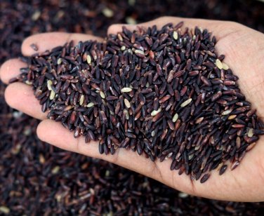 Bulk Heirloom "Forbidden" Black Rice Plant Seeds Organic Oryza sativa - 500 Seeds