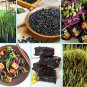 Bulk Heirloom "Forbidden" Black Rice Plant Seeds Organic Oryza sativa - 500 Seeds