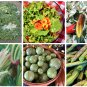 Variegated Bliss Garden Vegetable Seed Collection - 6 Varieties