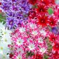 Beautiful Twinkle Star Phlox Flowers Phlox drummondii - 100 Seeds