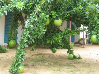 Exotic Mexican Calabash Gourd Tree Crescentia alata - 25 Seeds