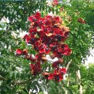 Hawaiian Mgambo Black Pearl Tree Majidea Zanguebarica - 5 Seeds