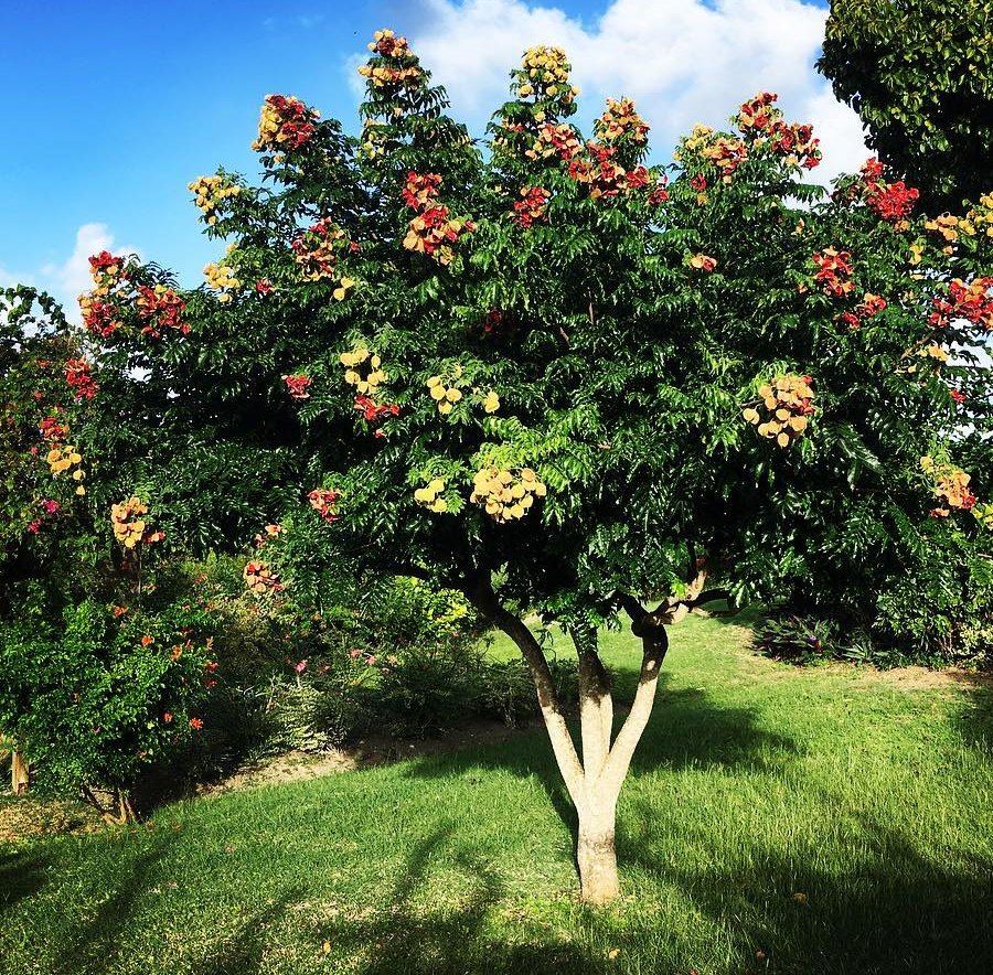 Hawaiian Mgambo Black Pearl Tree Majidea Zanguebarica - 5 Seeds