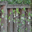 Native Indian Plum Hardy Oso Berry Oemleria cerasiformis – 20 Seeds