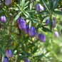 Exotic Wild Tasmanian Purple Apple Berry Billardiera longiflora - 15 Seeds