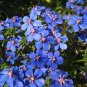 Electric Blue Pimpernel Anagallis monelli - 100 Seeds