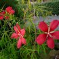 Hardy Scarlet Red Texas Star Hibiscus coccineus - 10 Seeds