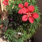 Scarlet Red Star Hardy Hibiscus coccineus - 10 Seeds