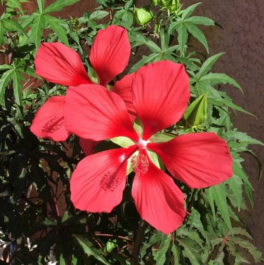 Hardy Scarlet Red Texas Star Hibiscus coccineus - 10 Seeds