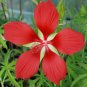 Native Red Star Water Hibiscus Hibiscus coccineus - 10 Seeds