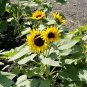 Yellow Dwarf Container Sunflower Helianthus annuus - 25 Seeds
