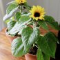 Yellow Dwarf Container Sunflower Helianthus annuus - 25 Seeds