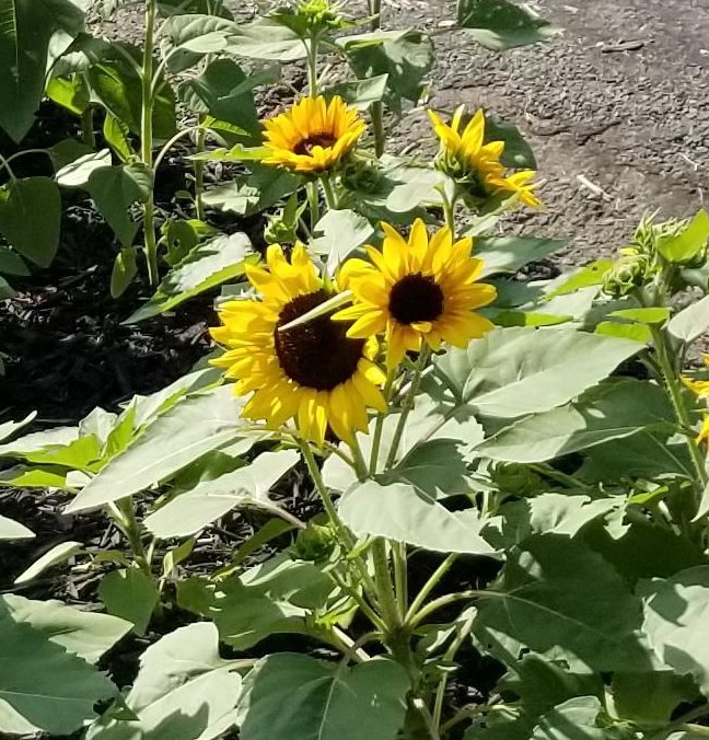 Dwarf Sunflower Yellow Helianthus annuus 25 Seeds