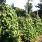 Good Mother Stallard Heirloom Pole Bean Phaseolus vulgaris - 40 Seeds