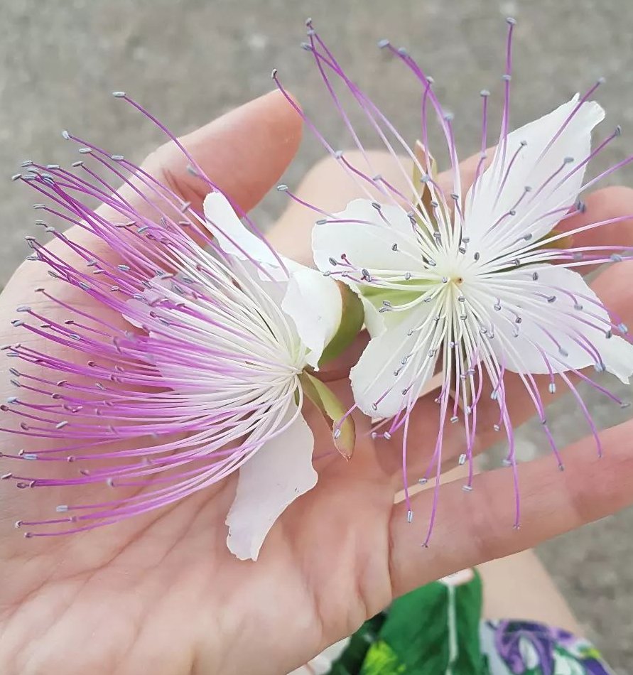Wild Italian Caper Bush Organic Capparis spinosa 20 Seeds