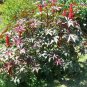 Fast Growing Annual Castor Bean Ricinus Communis - 8 Seeds