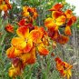 Wallflower English Erysimum Cheiranthus Cheiri - 200 Seeds