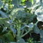 Italian Heirloom Broccoli Calabrese Green Sprouting Brassica oleracea var. italica - 200 Seeds