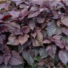 Red Shiso Herb Organic Beefsteak Plant Red Perilla frutescens - 100 Seeds