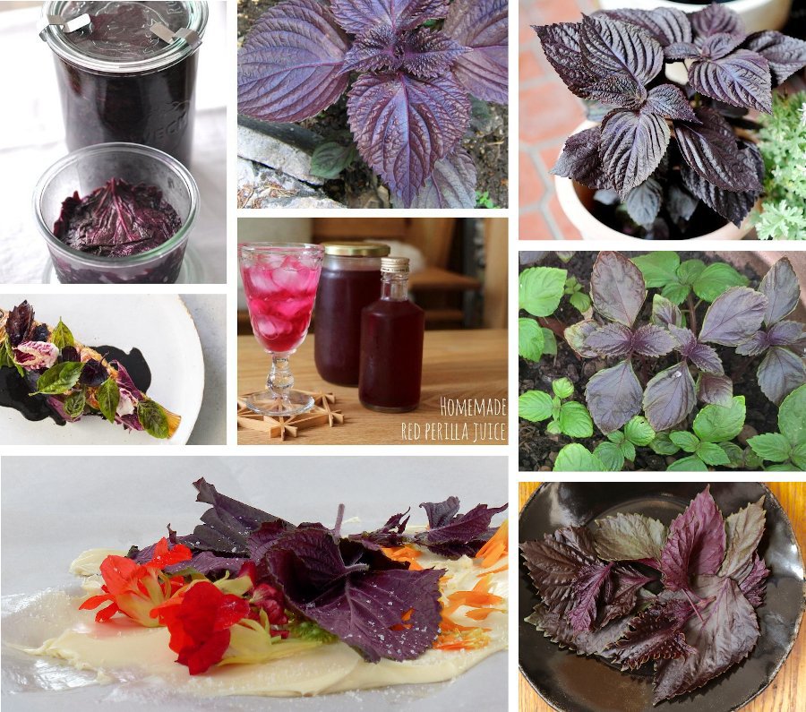 Red Shiso Herb Organic Beefsteak Plant Red Perilla frutescens - 100 Seeds