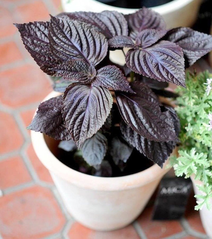 Red Shiso Herb Organic Beefsteak Plant Red Perilla frutescens - 100 Seeds