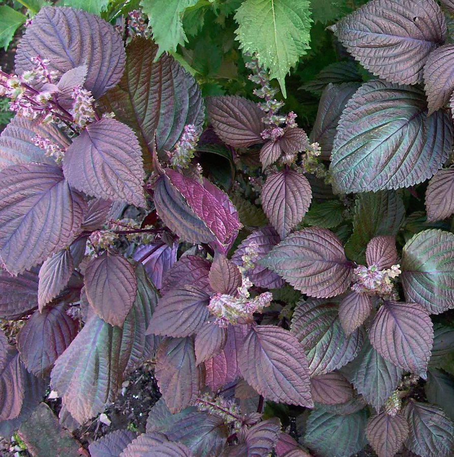 Red Shiso Herb Organic Beefsteak Plant Red Perilla frutescens - 100 Seeds