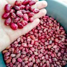 Colombian Heirloom Red Cargamanto Bean Heat Loving Rare Phaseolus Vulgaris - 30 Seeds