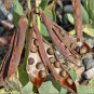 Rare Native Wild Sea Beach Pea Lathyrus japonicus maritimus - 18 Seeds