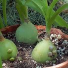 Pregnant Onion Succulent Caudiciform Albuca Bracteata - 20 Seeds