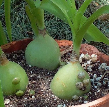 Pregnant Onion Succulent Caudiciform Albuca Bracteata - 20 Seeds