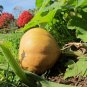 Florida Heirloom Seminole Pumpkin Squash Cucurbita moschata  - 10 Seeds