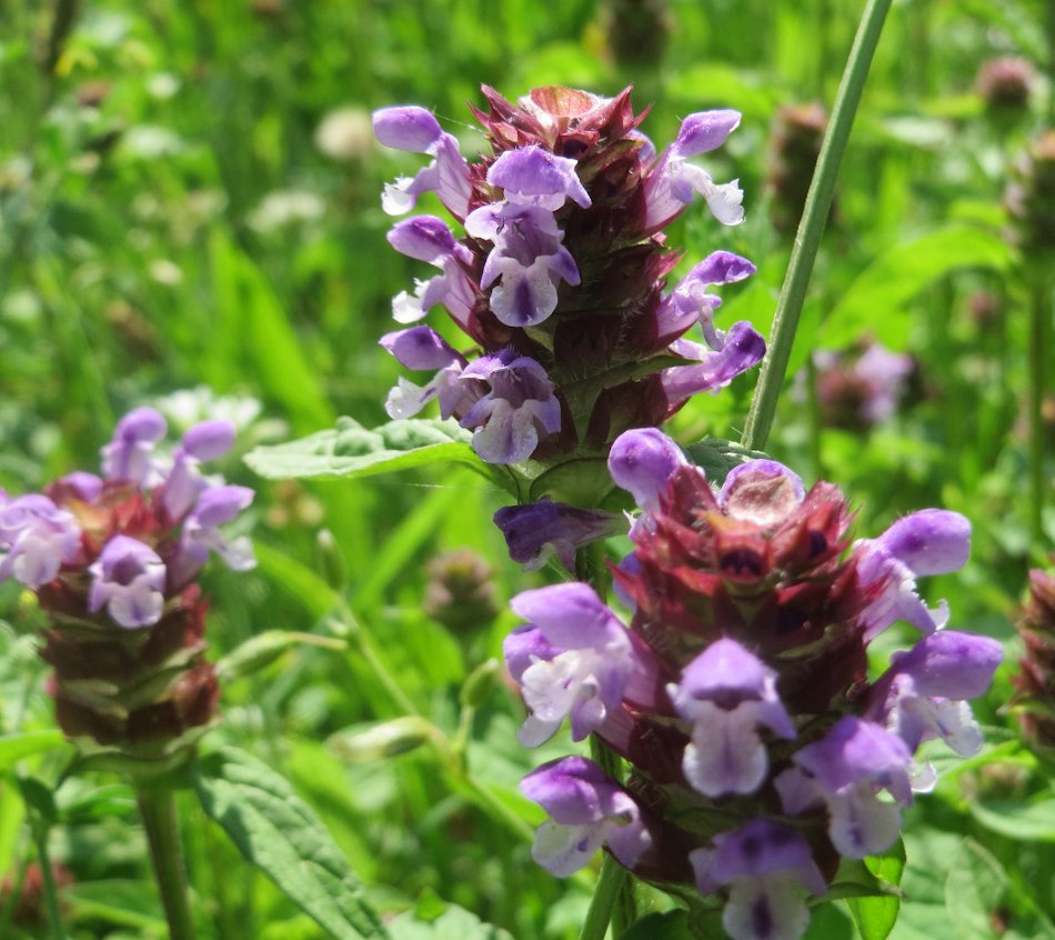 Organic Self-Heal Herb Prunella vulgaris - 80 Seeds