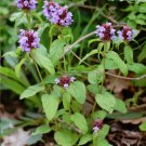 Organic Woundwort Self Heal Herb Prunella vulgaris - 80 Seeds