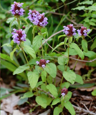 Organic Woundwort Self Heal Herb Prunella vulgaris - 80 Seeds