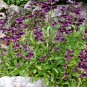 Rare Whipples Beardtongue Native Penstemon whippleanus - 20 Seeds