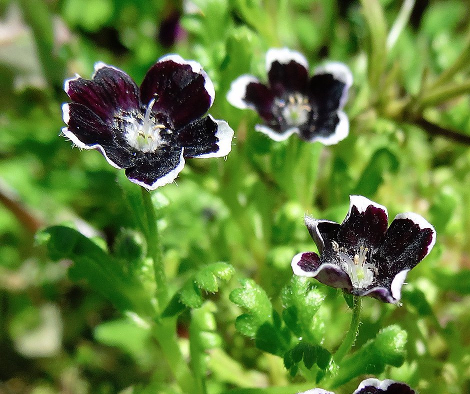 nemophila menziesii penny black