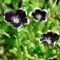Goth Garden Penny Black Nemophila menziesii - 50 Seeds