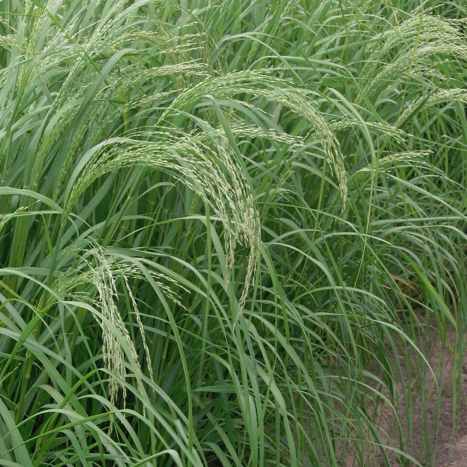 Ancient Grain Ethiopian Teff Summer Love Grass Organic Eragrostis tef ...