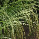 Ancient Grain Ethiopian Teff Summer Love Grass Organic Eragrostis tef - 500 Seeds