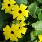 Yellow Black Eyed Susan Vine Thunbergia alata - 20 Seeds