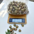 2 LB Real and Natural Acorn Nuts with Caps for Decoration or Craft