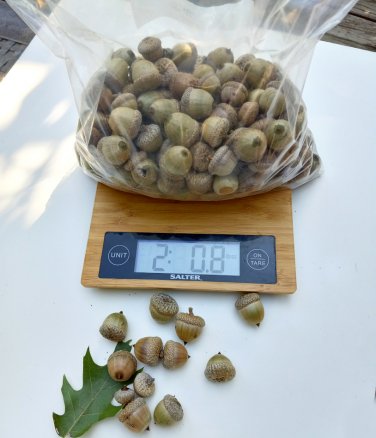 2 LB Real and Natural Acorn Nuts with Caps for Decoration or Craft