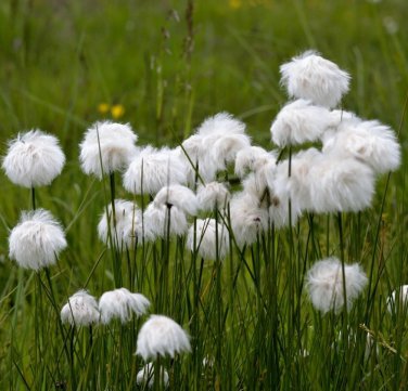 Hardy Seuss Cotton Grass Rare Eriophorum angustifolium - 30 Seeds