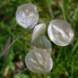 Honesty Money Silver Dollar Plant Lunaria annua - 50 Seeds