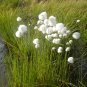Hardy Seuss Cotton Grass Rare Eriophorum angustifolium - 30 Seeds
