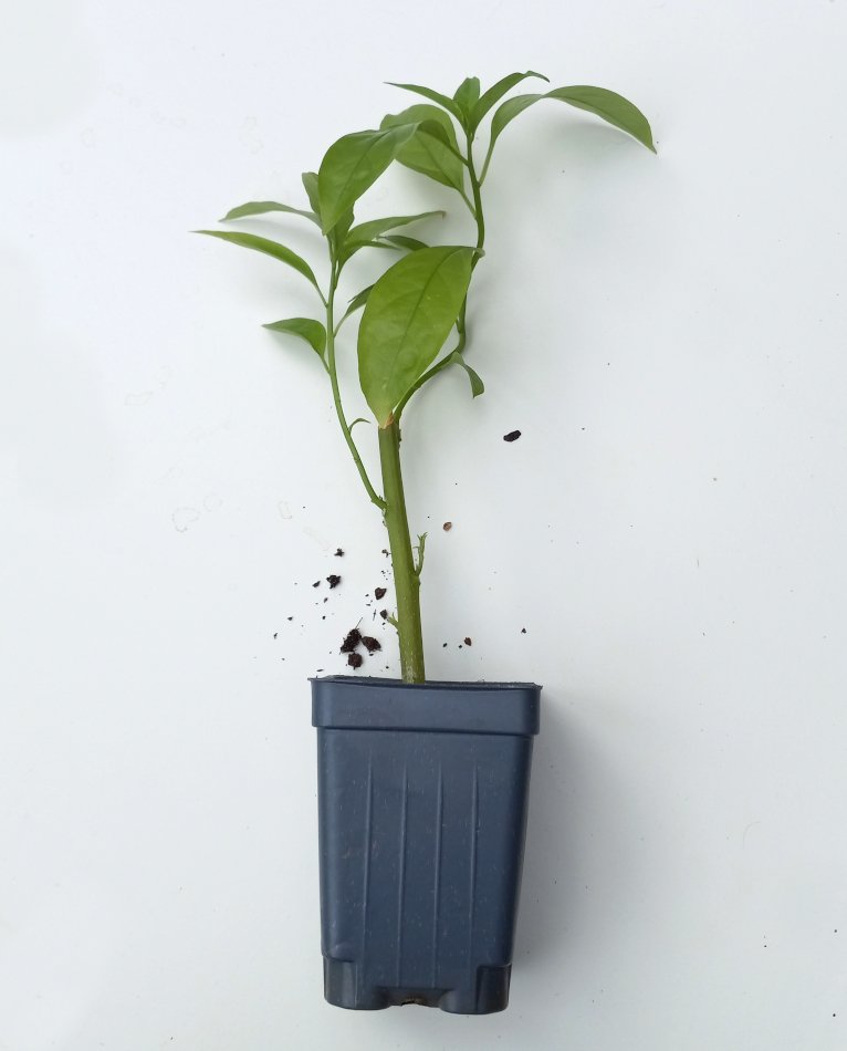 NightBlooming Fragrant White Jasmine Cestrum nocturnum 1 Live Plant