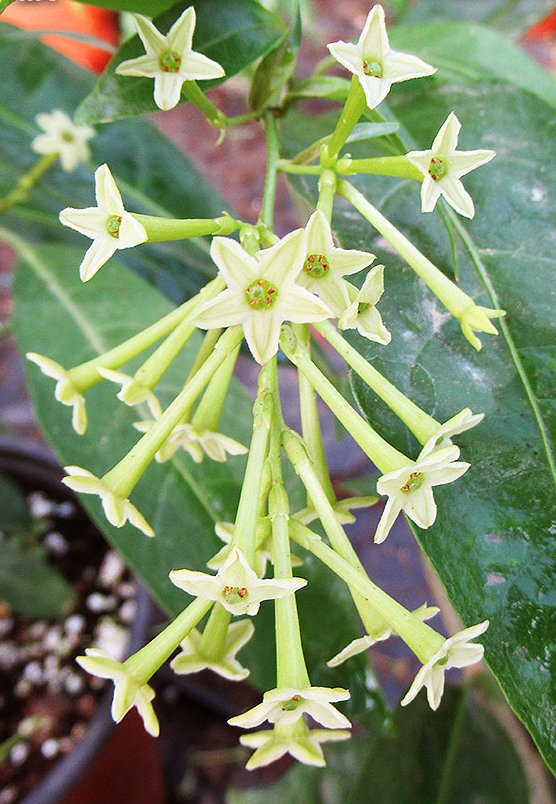 NightBlooming Fragrant White Jasmine Cestrum nocturnum 1 Live Plant
