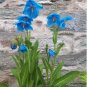 Rare Perennial Blue Lingholm Poppy Meconopsis sheldonii - 25 Seeds